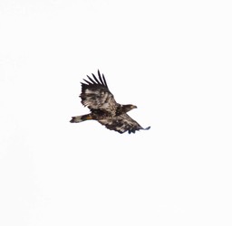 baby-bald-eagle_128_hr