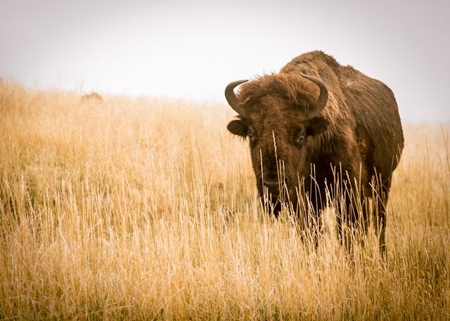 Bison1 (1 of 1)