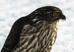 Coopers Hawk-2671