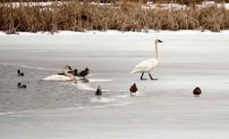 swans2_128_hr