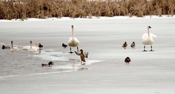 swans_128_hr