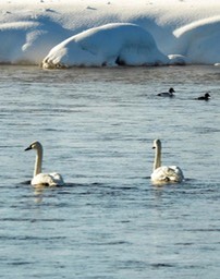 trumpet_swans_3_med_102_hr